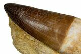 Rooted Prognathodontid Mosasaur Tooth in Rock - Morocco #345195-1